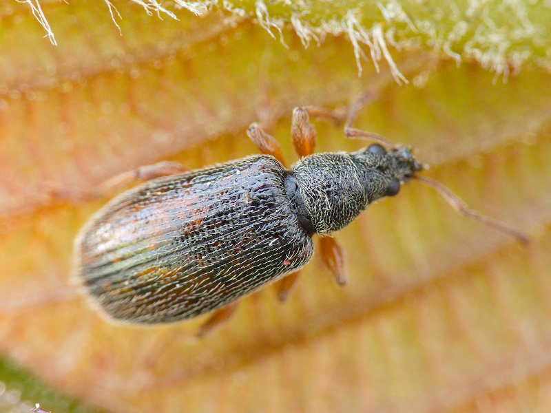 Phyllobius oblongus (Linnaeus, 1758)